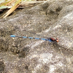 Argia oenea