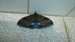 Ischyja marapok