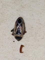 Xanthochilus saturnius