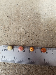 Arctostaphylos hooveri