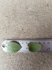 Arctostaphylos hooveri