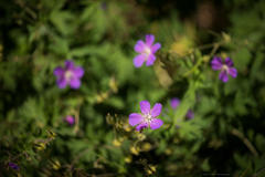 Geranium oreganum