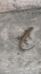 Urosaurus ornatus
