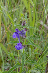 Scutellaria scordifolia
