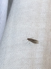 Annulipalpia