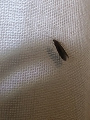 Annulipalpia