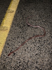 Masticophis flagellum