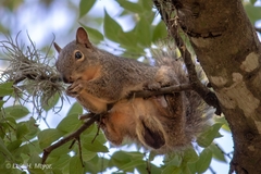 Sciurus niger limitis
