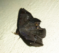 Mecodina