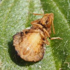 Phymata crassipes