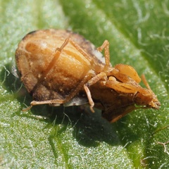 Phymata crassipes