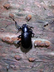 Derosphaerus exularis