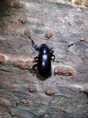 Derosphaerus exularis