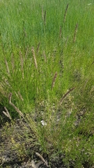Hordeum brevisubulatum