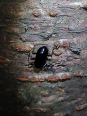 Derosphaerus exularis