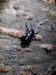 Derosphaerus exularis