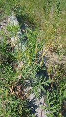 Erodium stephanianum