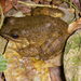 Moore's Frog - Photo (c) uriel, some rights reserved (CC BY-NC), uploaded by uriel