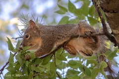 Sciurus niger limitis