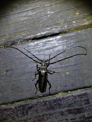 Nadezhdiella cantori