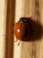 Harmonia axyridis