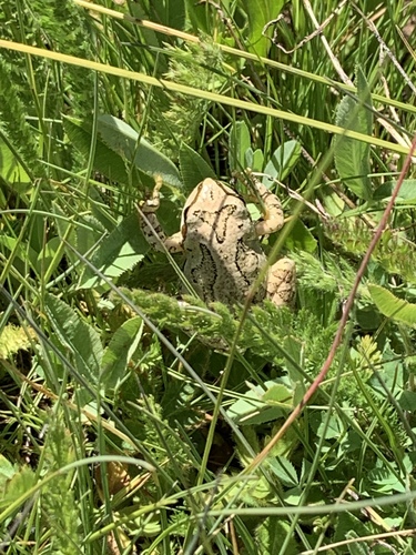 iNaturalist observation photo of Pacific chorus frog