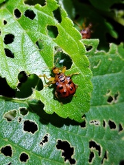 Agomadaranus pardaloides
