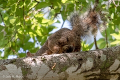 Sciurus niger limitis