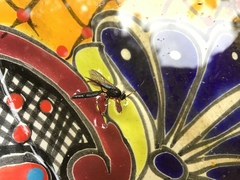 Stenichneumon