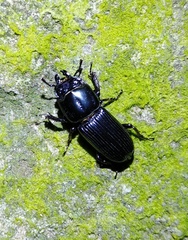 Figulus binodulus
