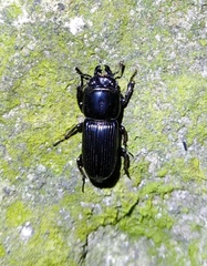 Figulus binodulus