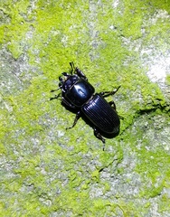 Figulus binodulus