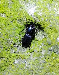 Figulus binodulus