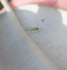 Austropsocus viridis