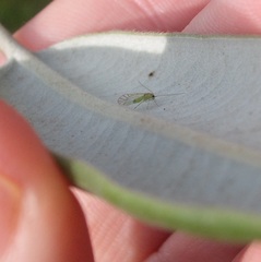 Austropsocus viridis