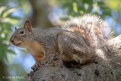 Sciurus niger limitis