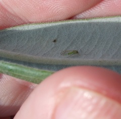 Austropsocus viridis