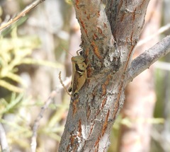 Melanoplus glaucipes