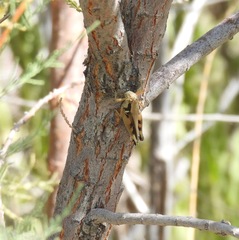 Melanoplus glaucipes
