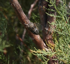 Diceroprocta eugraphica