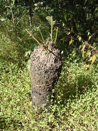 Dioon holmgrenii, photograph 4
