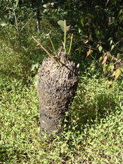 Dioon holmgrenii, photograph (c) Alexis López Hernández, some rights reserved (CC BY)
