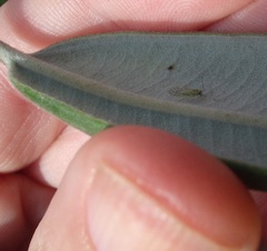 Austropsocus viridis