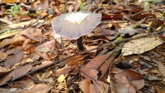 Sanguinoderma rugosum