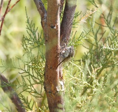 Diceroprocta eugraphica