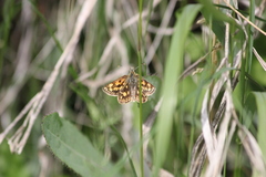Carterocephalus mandan mandan