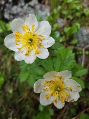 Trollius laxus