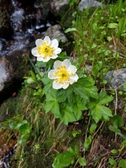 Trollius laxus