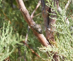 Diceroprocta eugraphica