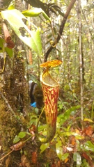 Nepenthes stenophylla